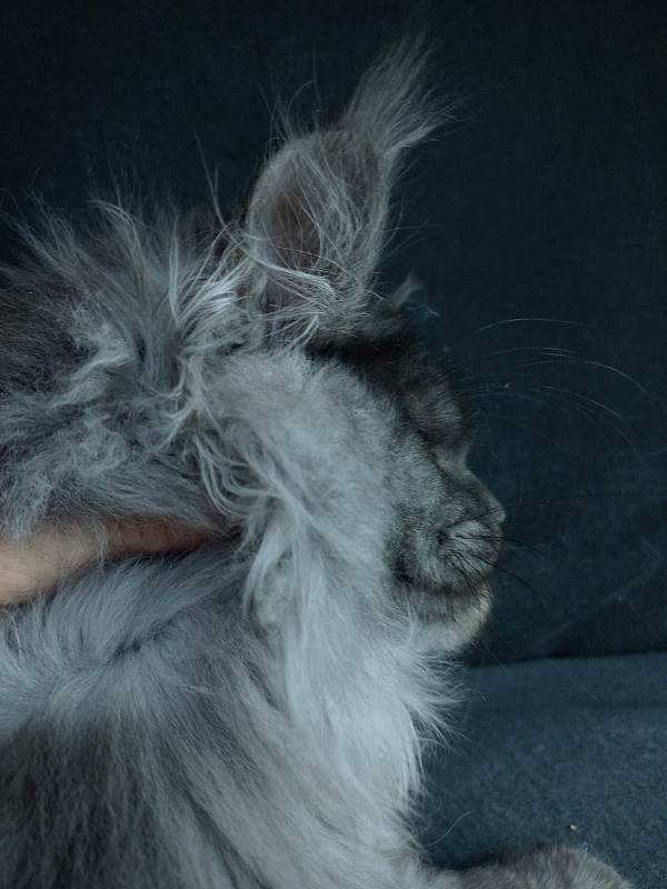 Bacardi Akbars - Kitten maine-coon 5 months 0.5 weeks