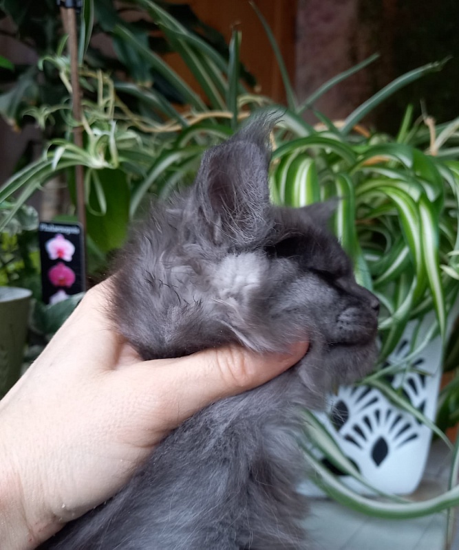 Bacardi Akbars - Kitten maine-coon 2 months 1.5 week