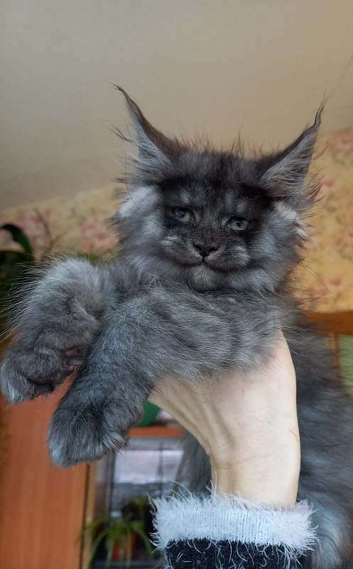 Bacardi Akbars - Kitten maine-coon 2 months 1.5 week