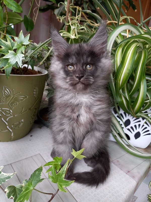 Bacardi Akbars - Kitten maine-coon 2 months 1.5 week