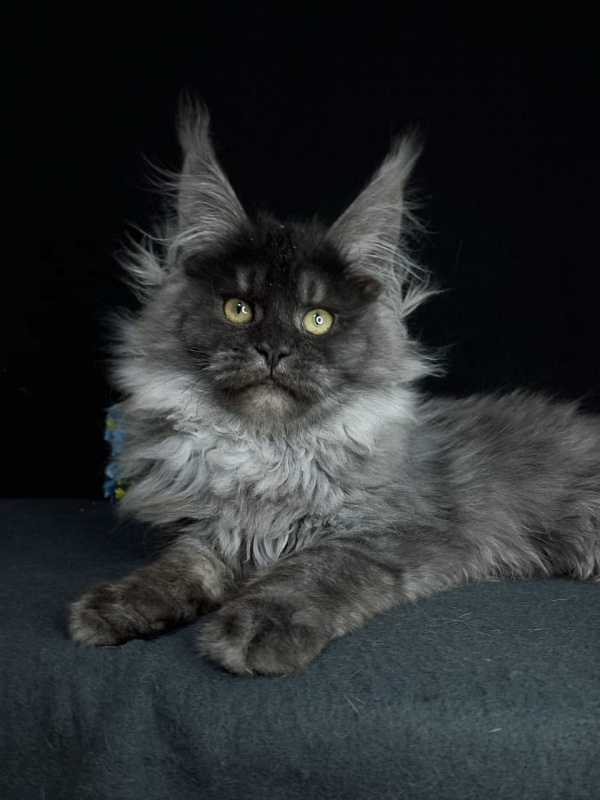 Bacardi Akbars - Kitten maine-coon 4 months 2.5 weeks