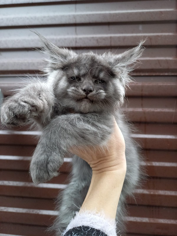 Bacardi Akbars - Kitten maine-coon 2 months 1.5 week