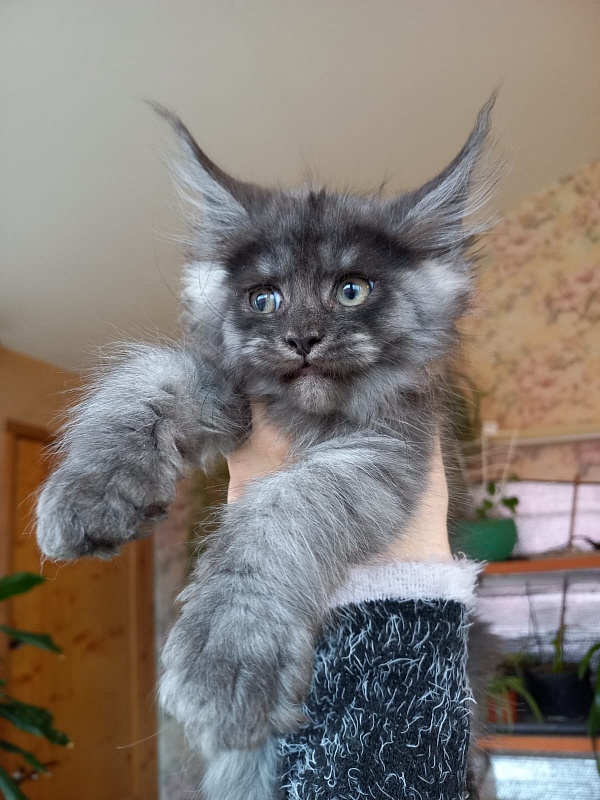 Bacardi Akbars - Kitten maine-coon 2 months 1.5 week