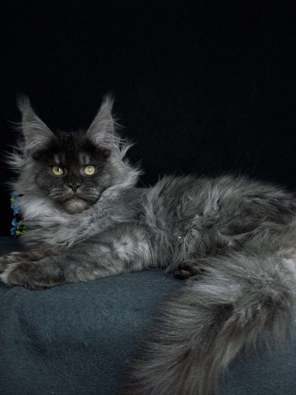 Bacardi Akbars - Kitten maine-coon 4 months 2.5 weeks