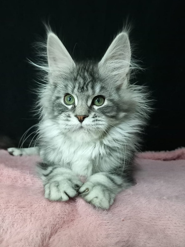 Bradley Akbars - Kitten maine-coon 3 months 3 weeks