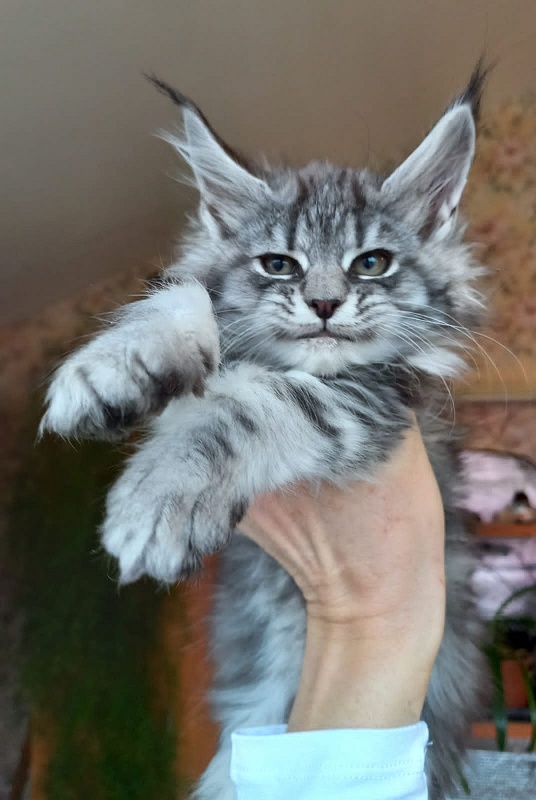Bastet Akbars - Kitten maine-coon 2 months 1.5 week