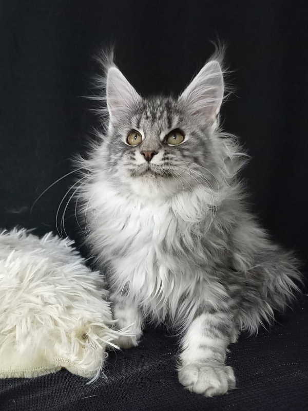 Bastet Akbars - Kitten maine-coon 3 months 3 weeks