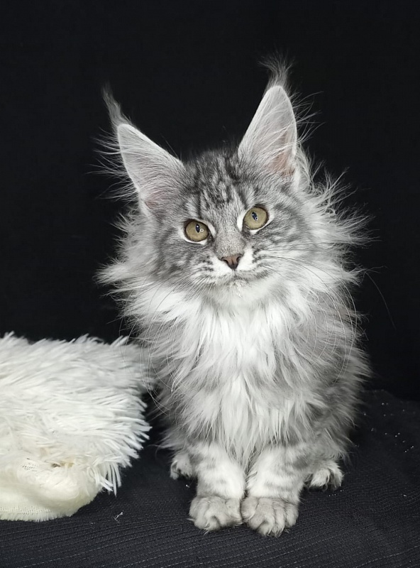 Bastet Akbars - Kitten maine-coon 3 months 3 weeks