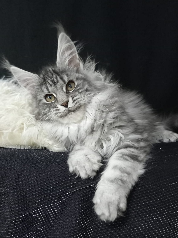 Bastet Akbars - Kitten maine-coon 3 months 3 weeks