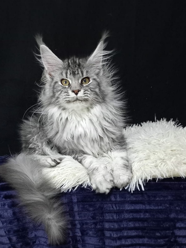Bastet Akbars - Kitten maine-coon 5 months 0.5 weeks