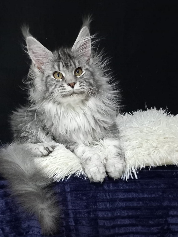 Bastet Akbars - Kitten maine-coon 5 months 0.5 weeks