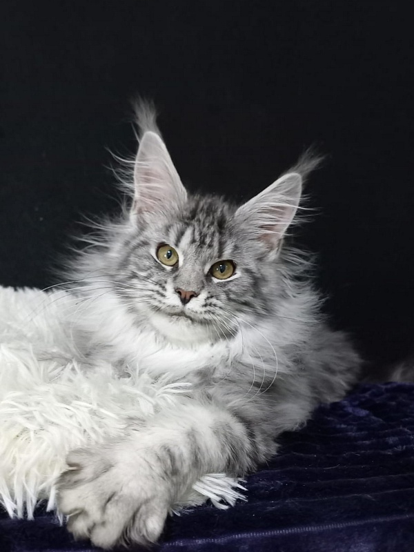 Bastet Akbars - Kitten maine-coon 5 months 0.5 weeks