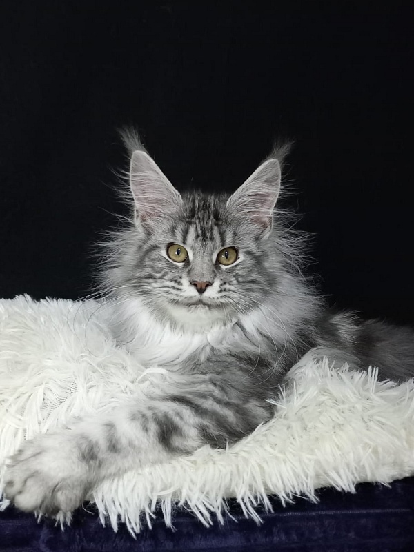 Bastet Akbars - Kitten maine-coon 5 months 0.5 weeks