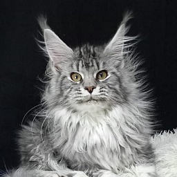 Bastet  Akbars