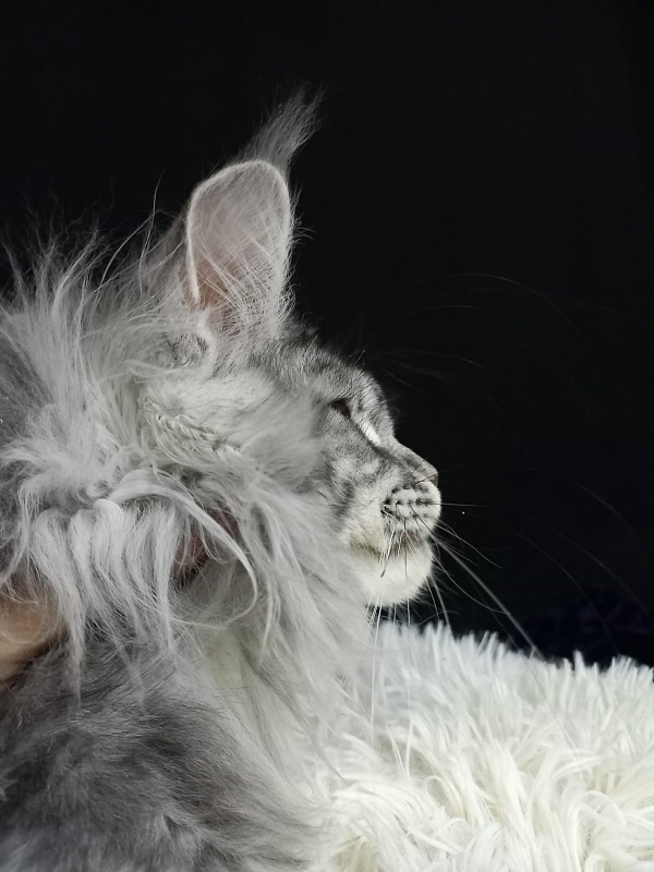 Bastet Akbars - Kitten maine-coon 5 months 0.5 weeks