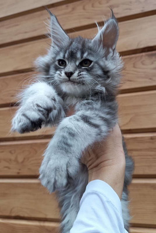 Bastet Akbars - Kitten maine-coon 2 months 1.5 week