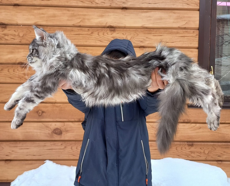 Bastet Akbars - Kitten maine-coon 5 months 3.5 weeks