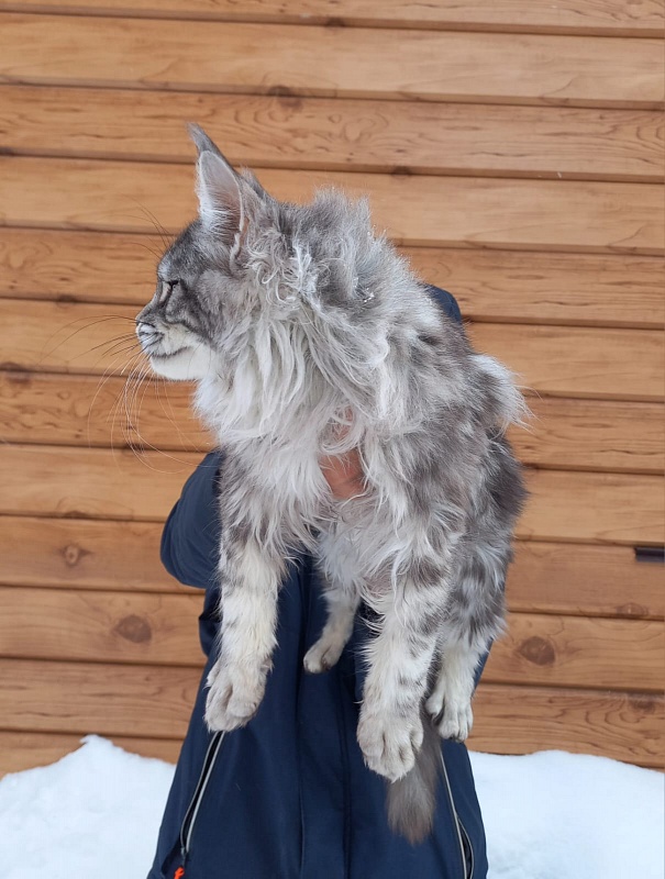 Bastet Akbars - Kitten maine-coon 5 months 3.5 weeks