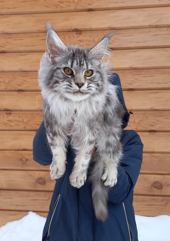 Bastet Akbars - Kitten maine-coon 5 months 3.5 weeks