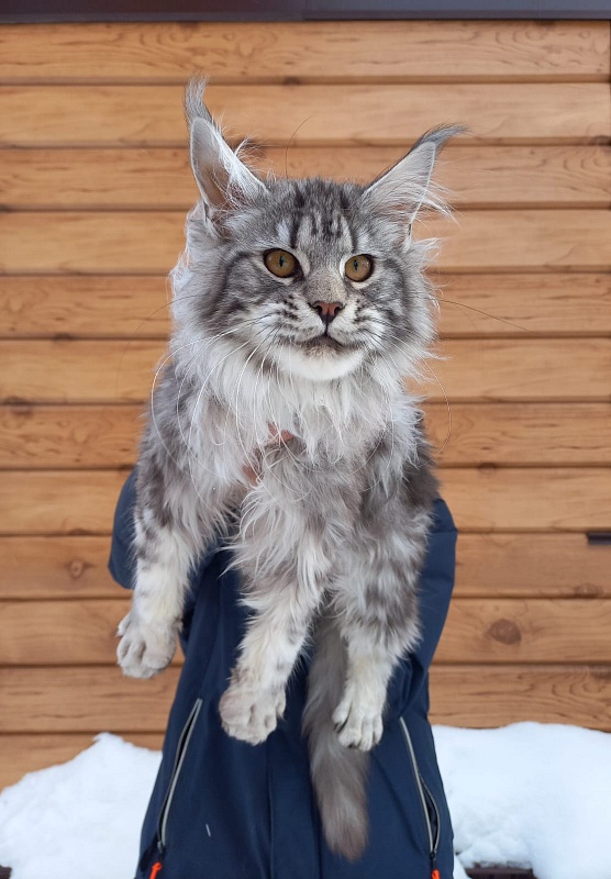 Bastet Akbars - Kitten maine-coon 5 months 3.5 weeks