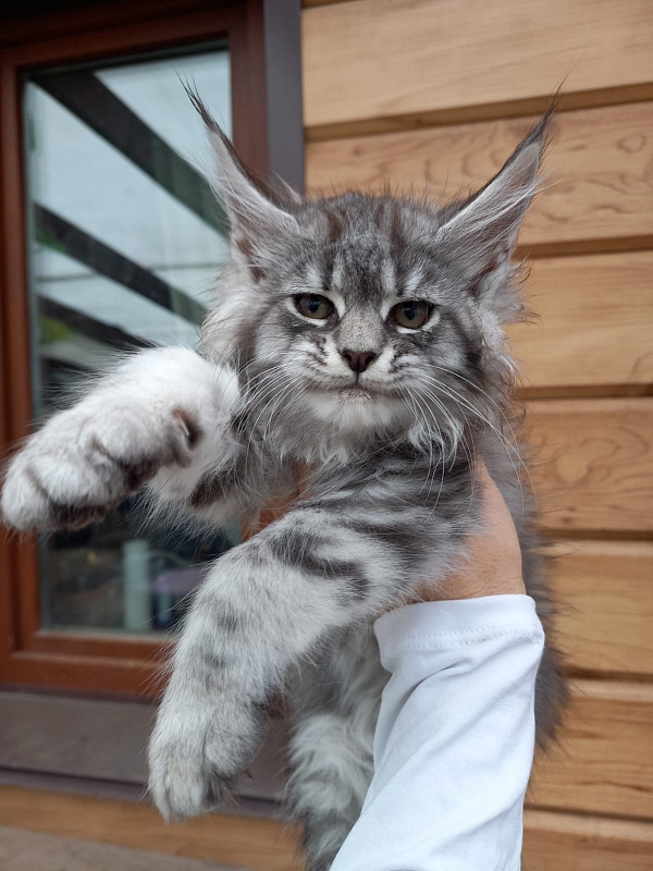 Bastet Akbars - Kitten maine-coon 2 months 1.5 week