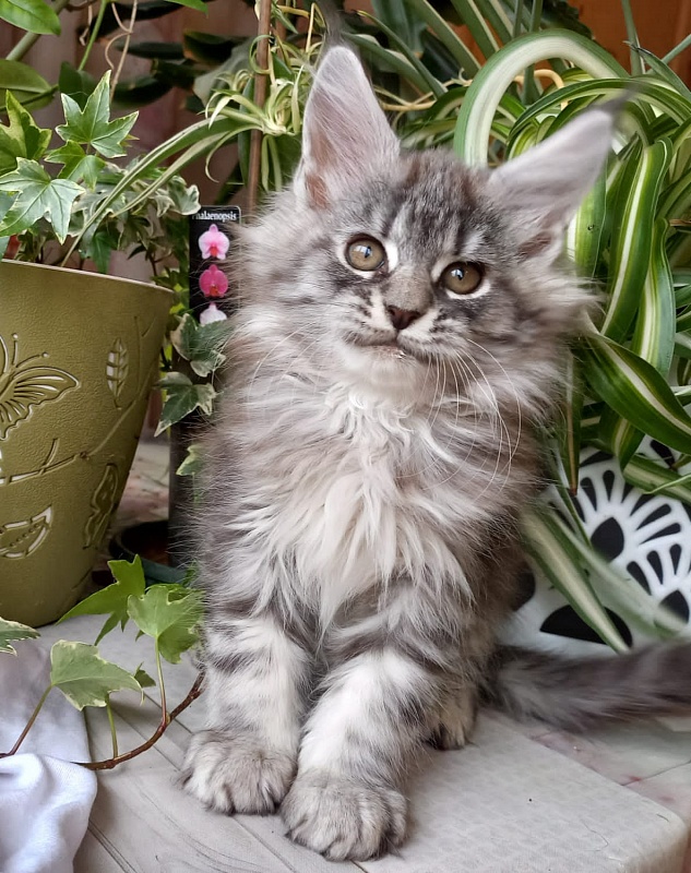 Bastet Akbars - Kitten maine-coon 2 months 1.5 week