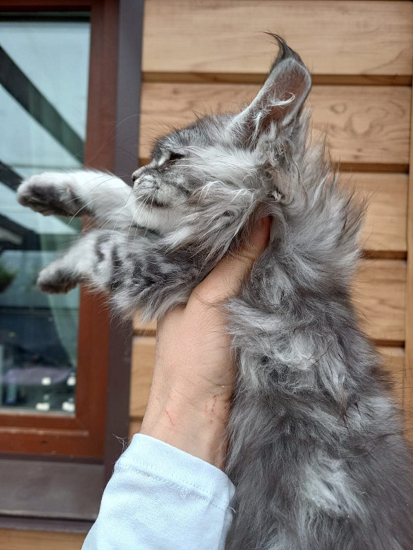 Bastet Akbars - Kitten maine-coon 2 months 1.5 week