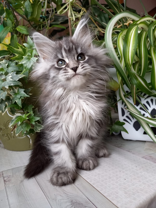 Bastet Akbars - Kitten maine-coon 2 months 1.5 week