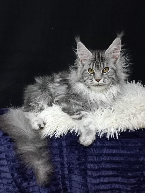 Bastet Akbars - Kitten maine-coon 5 months 0.5 weeks