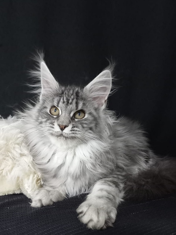 Bastet Akbars - Kitten maine-coon 3 months 3 weeks