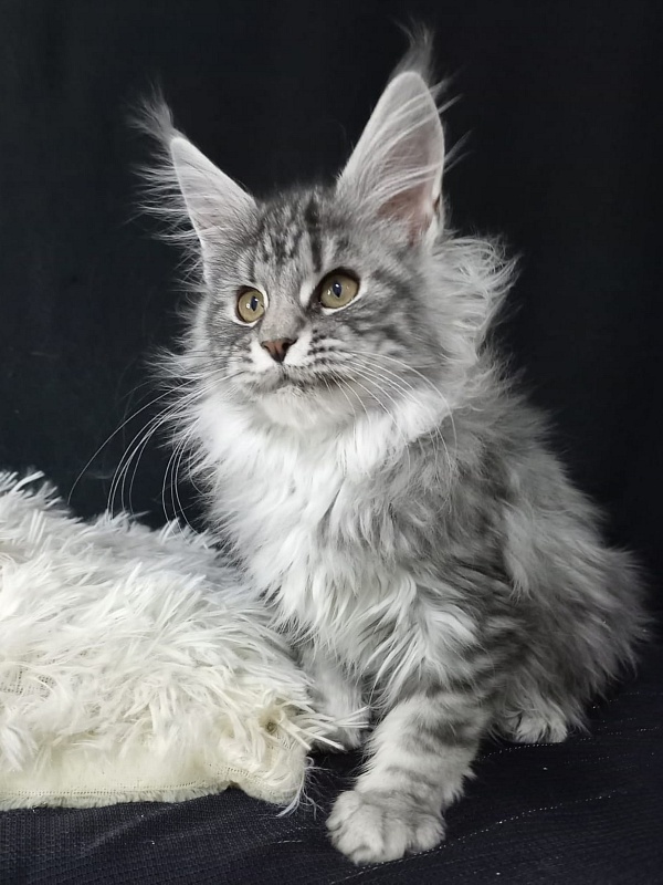 Bastet Akbars - Kitten maine-coon 3 months 3 weeks