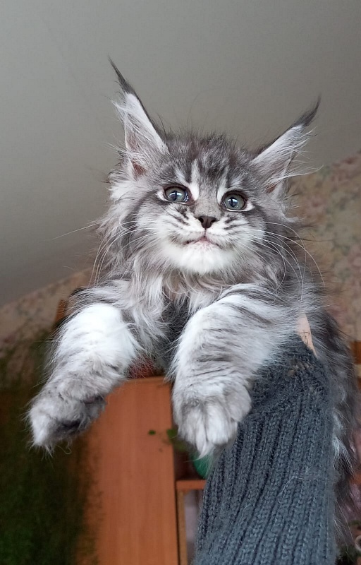 Big Mom Akbars - Kitten maine-coon 2 months 1.5 week