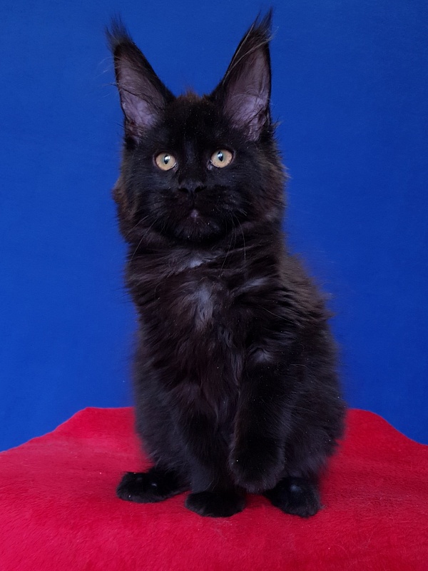 Viola Akbars - Kitten maine-coon 4 months 2.5 weeks