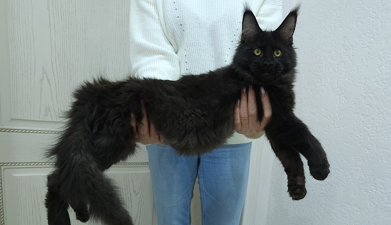 Viola Akbars - Kitten maine-coon 5 months 0.5 weeks