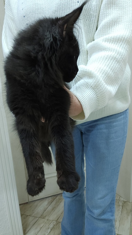 Viola Akbars - Kitten maine-coon 5 months 0.5 weeks
