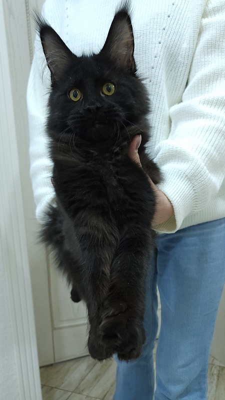 Viola Akbars - Kitten maine-coon 5 months 0.5 weeks