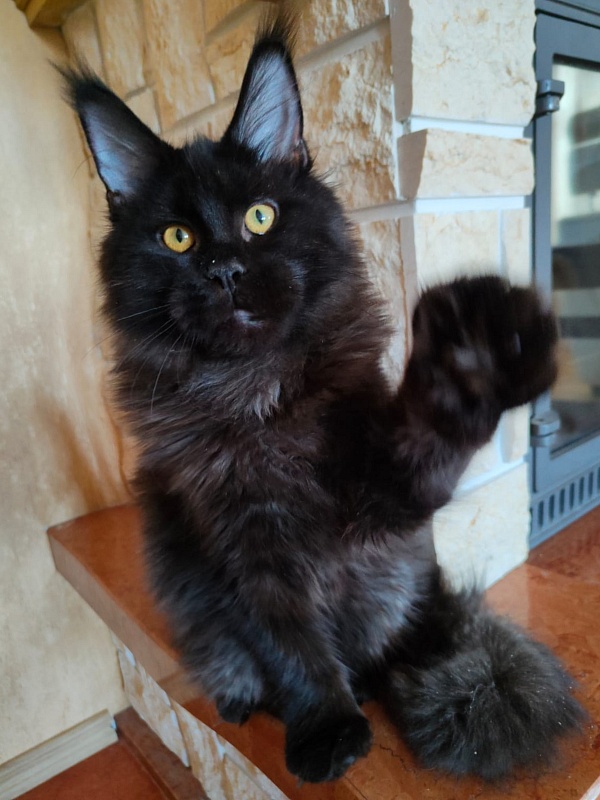 Viola Akbars - Kitten maine-coon 5 months 3.5 weeks