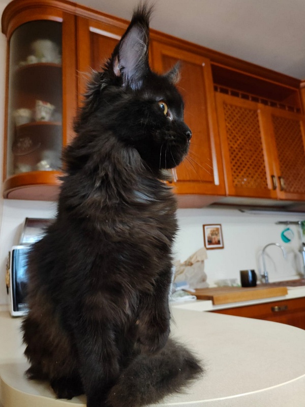 Viola Akbars - Kitten maine-coon 5 months 3.5 weeks