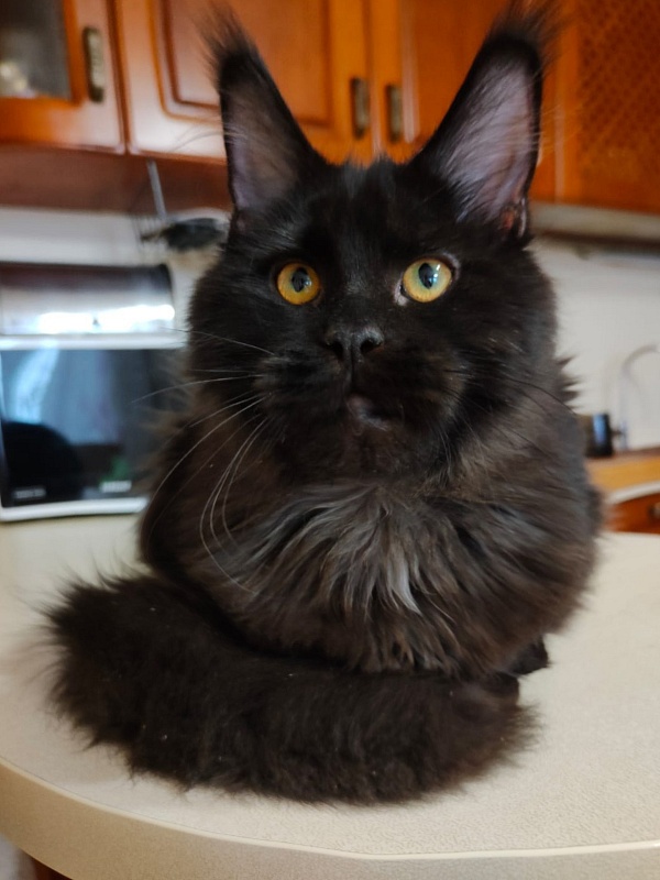 Viola Akbars - Kitten maine-coon 5 months 3.5 weeks
