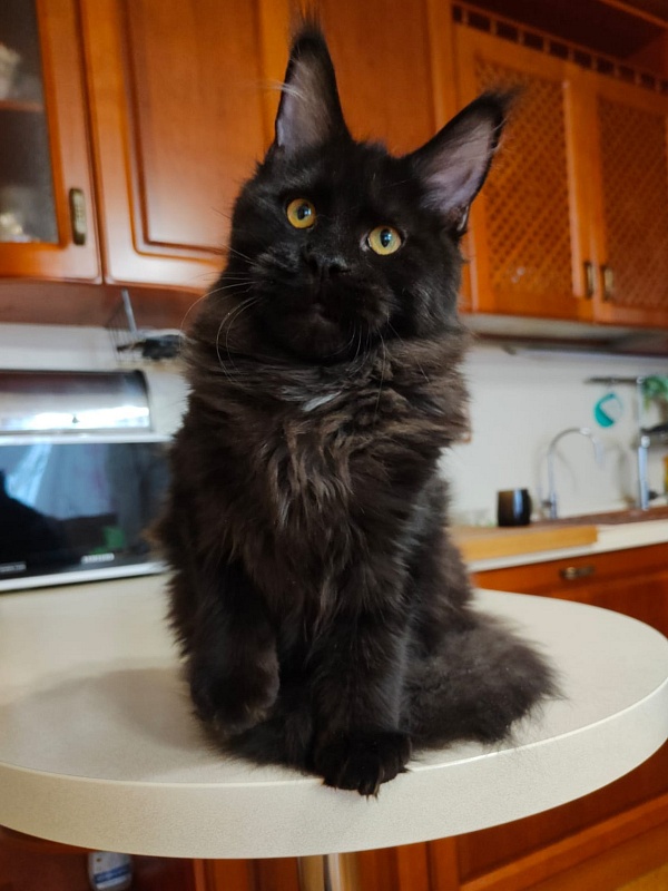 Viola Akbars - Kitten maine-coon 5 months 3.5 weeks
