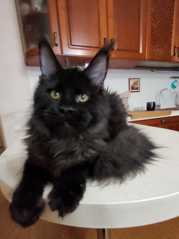 Viola Akbars - Kitten maine-coon 5 months 3.5 weeks