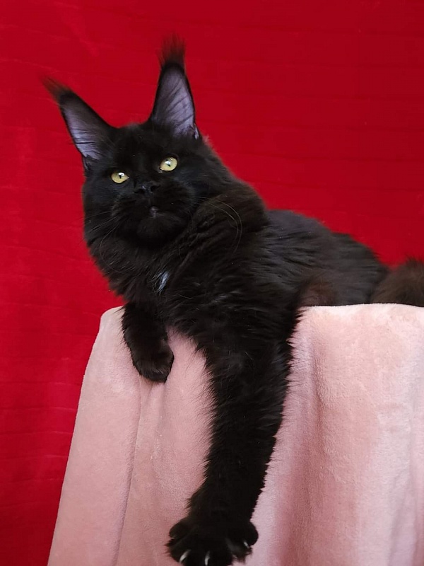Viola Akbars - Junior maine-coon 8 months 1 week