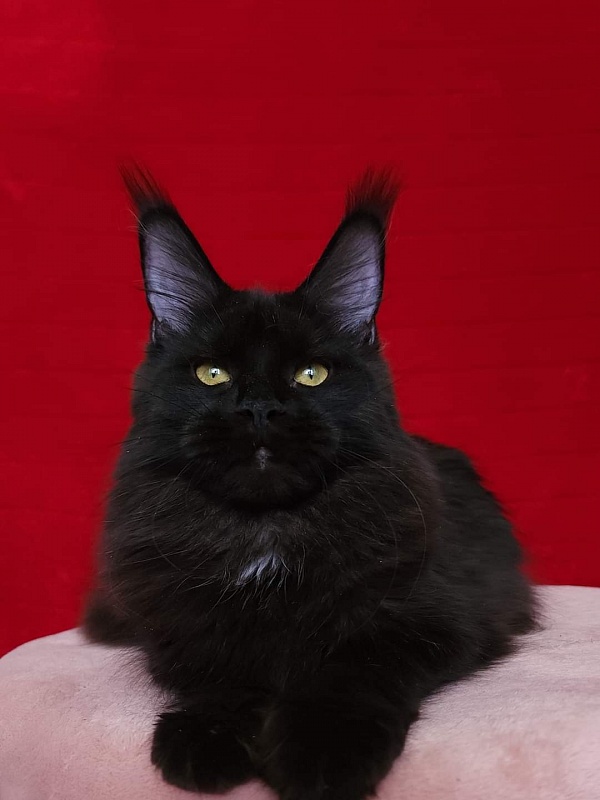 Viola Akbars - Junior maine-coon 8 months 1 week