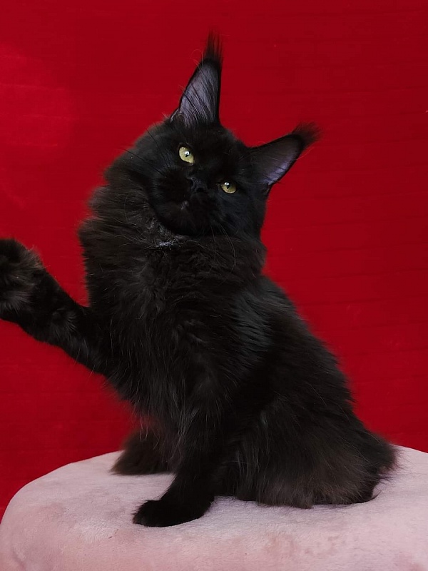 Viola Akbars - Junior maine-coon 8 months 1 week