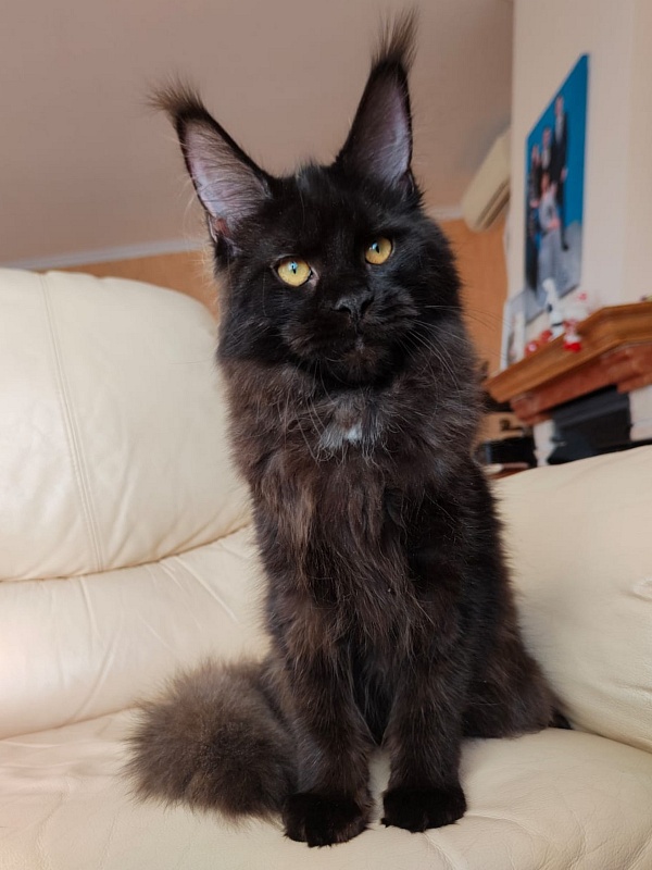 Viola Akbars - Kitten maine-coon 6 months 2.5 weeks