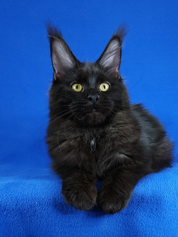 Viola Akbars - Junior maine-coon 7 months 1 week