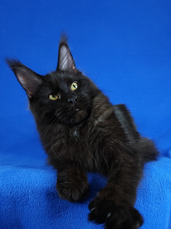 Viola Akbars - Junior maine-coon 7 months 1 week