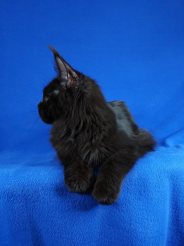 Viola Akbars - Junior maine-coon 7 months 1 week