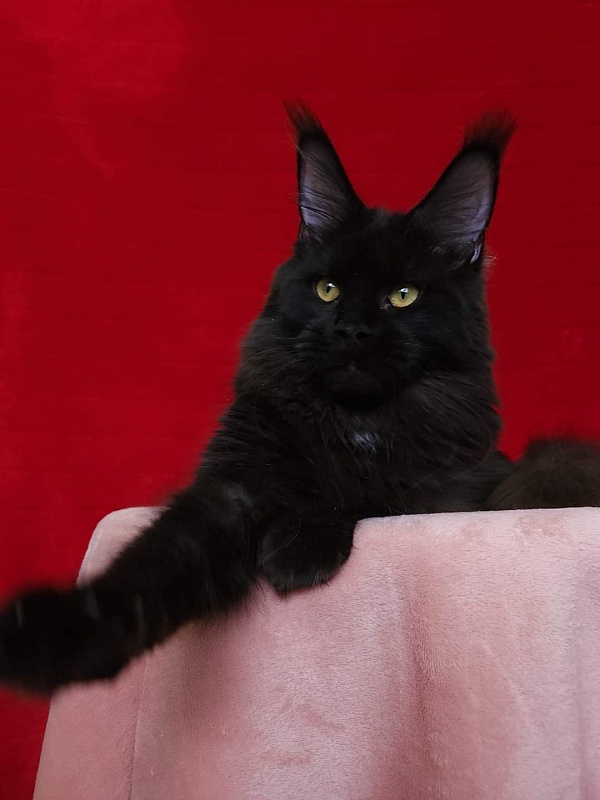 Viola Akbars - Junior maine-coon 8 months 1 week