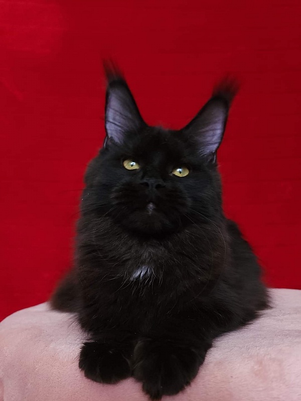 Viola Akbars - Junior maine-coon 8 months 1 week
